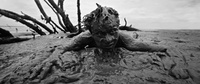 Scarecrow Poster